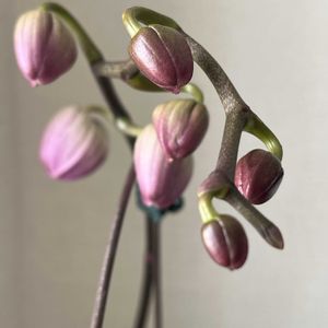 胡蝶蘭,ふじみ野ラン園,胡蝶蘭　スパークワインの画像