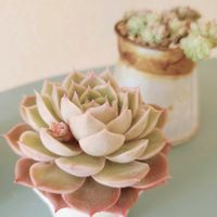 アロマティカス,イリア,氷砂糖,オンスロー,多肉植物の画像