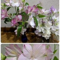 アルストロメリア,スイトピー,切り花を楽しむ,可愛いお花達,世界に平和をの画像