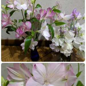 アルストロメリア,スイトピー,切り花を楽しむ,可愛いお花達,世界に平和をの画像