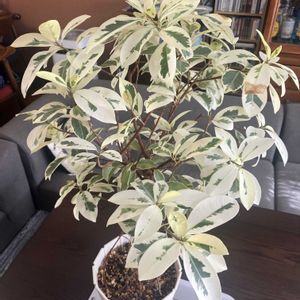 ガジュマル斑入り,水やり,斑入りガジュマル,リビング・ダイニングの画像