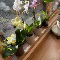 オンシジウム,ミディ胡蝶蘭の画像