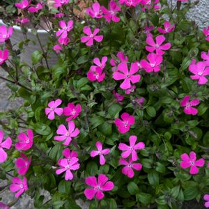 お出かけ先の画像