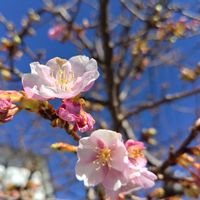 サクラ,散歩の画像