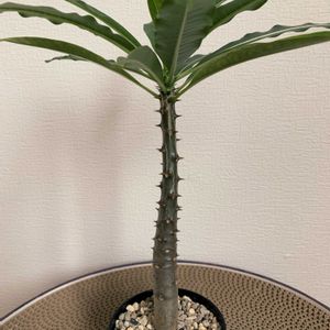 観葉植物,塊根植物の画像