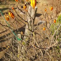 エリカ,クチナシの実,ウンナンオウバイ,大船フラワーセンターの画像