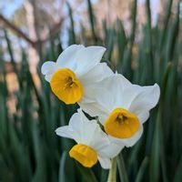 アセビ,ニホンズイセン,大きな公園,鶴見緑地公園,お出かけ先の画像