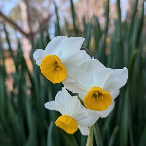 アセビ,ニホンズイセン,大きな公園,鶴見緑地公園,お出かけ先の画像