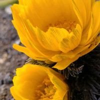 ガーデニング,季節の花,花のある暮らし,季節を楽しむ,花を愛でるの画像