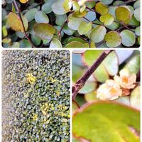 ワイヤープランツ,つぶやきの画像