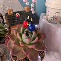 赤鬼城,多肉植物,ベランダ多肉,KOHリメ鉢,節分の日の画像