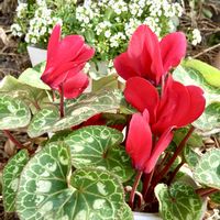 アリッサム,シクラメン,火祭り,多肉植物,可愛いの画像