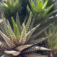 十二の巻,多肉植物,日々のつぶやき,今日も笑顔で♡,日々の暮らしの画像