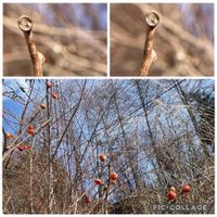 ツルウメモドキ,冬芽と葉痕,冬芽と葉痕,m.冬芽の画像