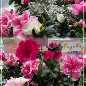 アザレア,お出かけ先の画像