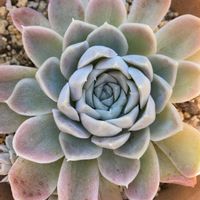 ヒューミリス,多肉植物,紅葉する多肉,多肉植物のある暮らし,寒さに負けないの画像