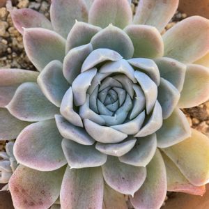 ヒューミリス,多肉植物,紅葉する多肉,多肉植物のある暮らし,寒さに負けないの画像