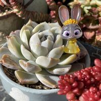 バニーカクタス,スノーバニー,多肉植物,ダイソー産,節分の画像