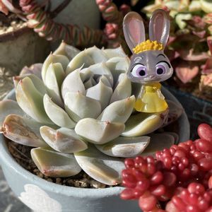 バニーカクタス,スノーバニー,多肉植物,ダイソー産,節分の画像