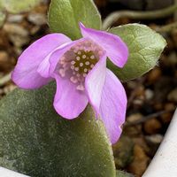 ユキワリソウ,雪割草の画像