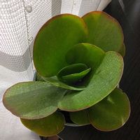 カランコエ,唐印,多肉植物,鉢植え,綺麗✨の画像