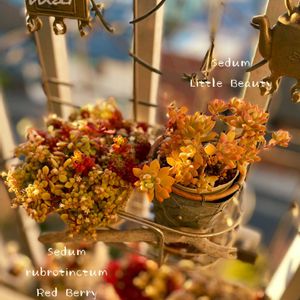 リトルビューティー,多肉植物,多肉植物寄せ植え,多肉寄せ植え,多肉植物のある暮らしの画像