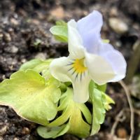 オキザリス,スイセン,ビオラ,金のなる木,オステオスペルマムの画像