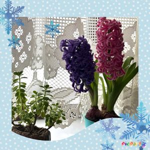 ヒヤシンス,アロマ ティカス,癒し…♡,繋がりに感謝✨,花咲く乙女たち♡の画像