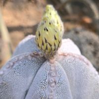 サボテン,多肉,鸞鳳玉,多肉植物,季節の花の画像