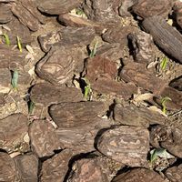 スズラン,ムスカリ ラティフォリウム,去年の球根,小さな球根のチューリップの画像