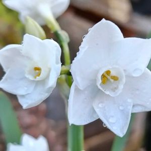 鉢植え,冬の花,癒し…♡,白い花♡,おうち園芸の画像