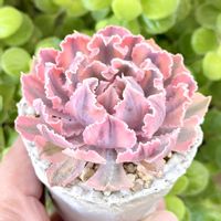 成長記録 フィレンツェ錦,エケベリア フローレンス錦,エケベリア フィレンツェ錦,斑入り多肉,神奈川タニラーの画像