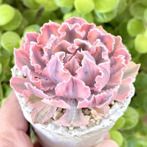 成長記録 フィレンツェ錦,エケベリア フローレンス錦,エケベリア フィレンツェ錦,斑入り多肉,神奈川タニラーの画像