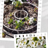 スイートアリッサム ,チーム愛知,すずガーデンの画像