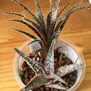 アロエ,アロエ,アロエ  ハイブリッド,多肉植物,観葉植物の画像