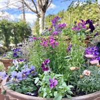 リナリア,リナリア,リナリア,ローダンセマム,ビオラの画像