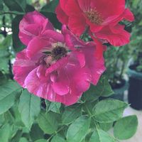 バラ,バラと夢CLUB,チーム岐阜,ユーミンつながり,真っ赤な火曜日の画像