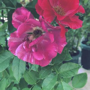 バラ,バラと夢CLUB,チーム岐阜,ユーミンつながり,真っ赤な火曜日の画像