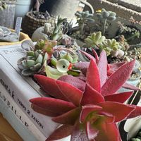 パンジー・ビオラ,多肉植物寄せ植え,ガーデニング,多肉植物のある暮らし,お花とグリーンのある暮らしの画像