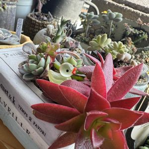 パンジー・ビオラ,多肉植物寄せ植え,ガーデニング,多肉植物のある暮らし,お花とグリーンのある暮らしの画像