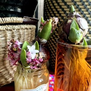 ヒヤシンス水栽培の画像