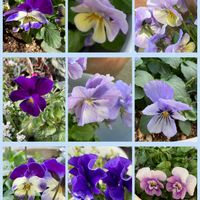 アネモネ,サザンカ,パンジー・ビオラ,マーガレット,ビオラの画像