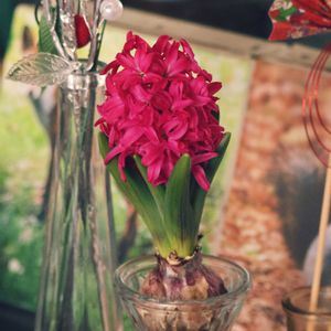 ヒヤシンス,ヒヤシンス 水耕栽培,北海道,ヒヤシンス水耕栽培,札幌の画像