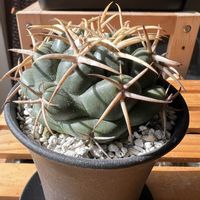 サボテン,象牙丸,コリファンタ,コリファンタ属 象牙丸,コリファンタ 白刺象牙丸の画像