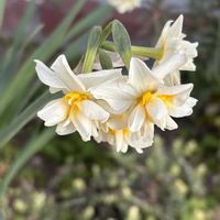 スイセン,スイセンの画像