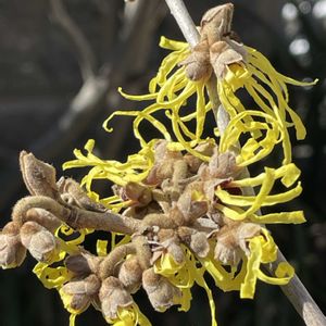 ハイビスカス,ハイビスカス,マンサク,マンサク,ビオラの画像