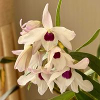 セッコク,デンドロビウム,石斛(セッコク),メルモちゃん,ヒメジ×セッコクの画像