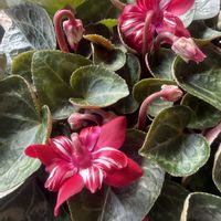 シクラメン,シクラメン ジックスの画像