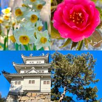 ウメ,サクラ,サザンカ,サザンカ,スイセンの画像