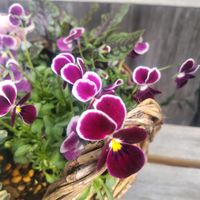 ビオラ,ルメックス,斑入り金魚草 フォレストマリアージュ,身元ビオラ,寄せ植えの画像